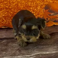 Girl 2 L/V, a female Yorkshire Terrier for sale in New Hampton, IA – Photo 1 of 6