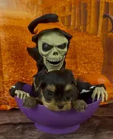 Girl 2 L/V, a female Yorkshire Terrier for sale in New Hampton, IA – Photo 2 of 6