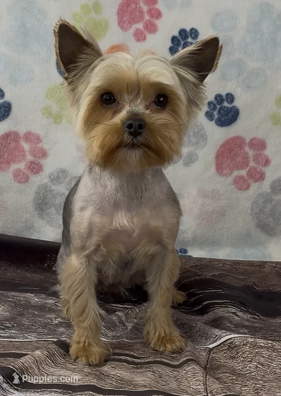 Petunia , a female Yorkshire Terrier for sale in New Hampton, IA – 1 of 1