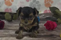 Dakota girl, a female Yorkshire Terrier for sale in New Hampton, IA – 1 of 1