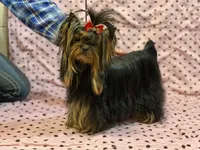 Girl 1 P/V, a female Yorkshire Terrier for sale in New Hampton, IA – Photo 4 of 4