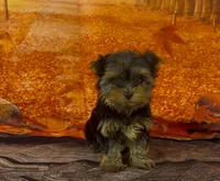 Girl 1 P/V, a female Yorkshire Terrier for sale in New Hampton, IA – Photo 2 of 4