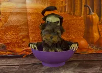 Girl 1 P/V, a female Yorkshire Terrier for sale in New Hampton, IA – Photo 1 of 4