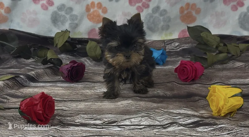Peewee – Yorkshire Terrier puppy for sale in New Hampton, IA