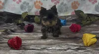 Peewee, a male Yorkshire Terrier for sale in New Hampton, IA – 1 of 2