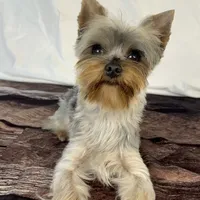 Brian, a male Yorkshire Terrier for sale in New Hampton, IA – Photo 3 of 3