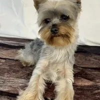 Brian, a male Yorkshire Terrier for sale in New Hampton, IA – Photo 2 of 3