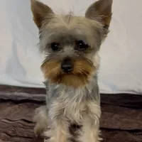 Brian, a male Yorkshire Terrier for sale in New Hampton, IA – Photo 1 of 3