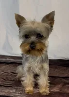 Brian, a male Yorkshire Terrier for sale in New Hampton, IA – Photo 1 of 3