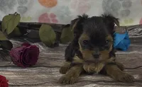 Dakota boy, a male Yorkshire Terrier for sale in New Hampton, IA – 1 of 1