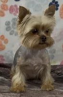 Peewee, a male Yorkshire Terrier for sale in New Hampton, IA – 2 of 2