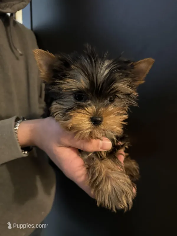 Athena boy 1, a male Yorkshire Terrier for sale in New Hampton, IA – Photo 1 of 1
