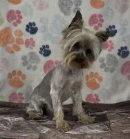 Brian, a male Yorkshire Terrier for sale in New Hampton, IA – 4 of 5