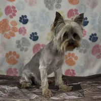 Brian, a male Yorkshire Terrier for sale in New Hampton, IA – 5 of 5
