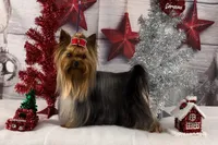 Boy 1 L/V, a male Yorkshire Terrier for sale in New Hampton, IA – Photo 5 of 6