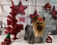 Boy 1 L/V, a male Yorkshire Terrier for sale in New Hampton, IA – Photo 4 of 6