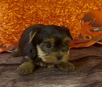 Boy 1 L/V, a male Yorkshire Terrier for sale in New Hampton, IA – Photo 1 of 6
