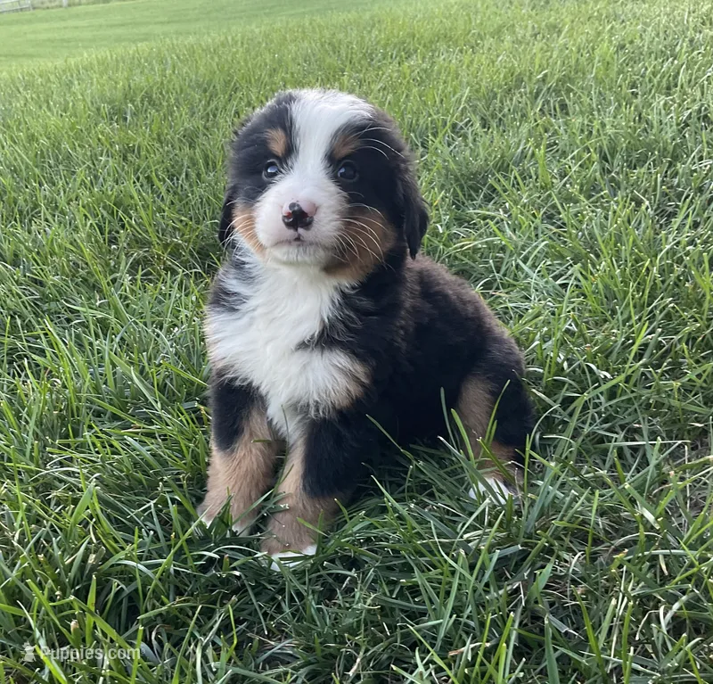 Hudson – Bernese Mountain Dog puppy for sale in Dundee, OH