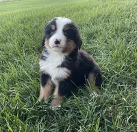 Hudson, a male Bernese Mountain Dog for sale in Dundee, OH – 1 of 6