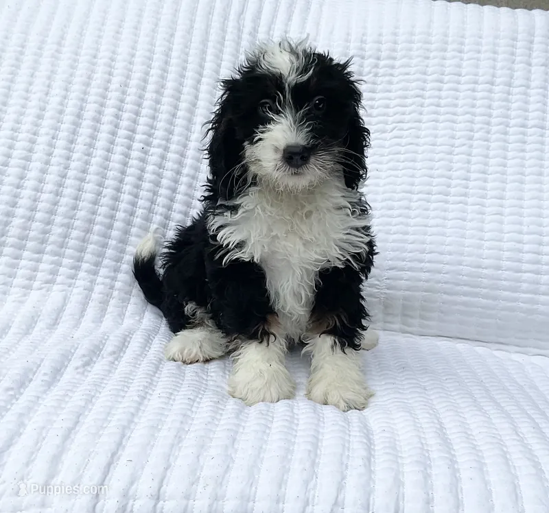 Oliver – Miniature Bernedoodle puppy for sale in Dundee, OH