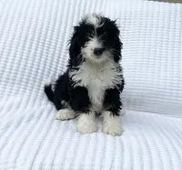 Oliver, a male Miniature Bernedoodle for sale in Dundee, OH – 1 of 4