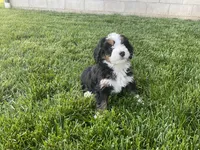 Finn, a male Miniature Bernedoodle for sale in Dundee, OH – 5 of 5