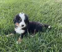 Diego, a male Bernese Mountain Dog for sale in Dundee, OH – 2 of 5