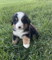 Hudson, a male Bernese Mountain Dog for sale in Dundee, OH – 3 of 6
