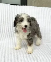 Reba, a female Miniature Bernedoodle for sale in Dundee, OH – 1 of 5