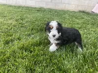 Finn, a male Miniature Bernedoodle for sale in Dundee, OH – 3 of 5