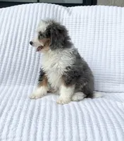 Clara, a female Miniature Bernedoodle for sale in Dundee, OH – 5 of 5
