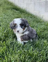 Riley, a male Miniature Bernedoodle for sale in Dundee, OH – 3 of 8