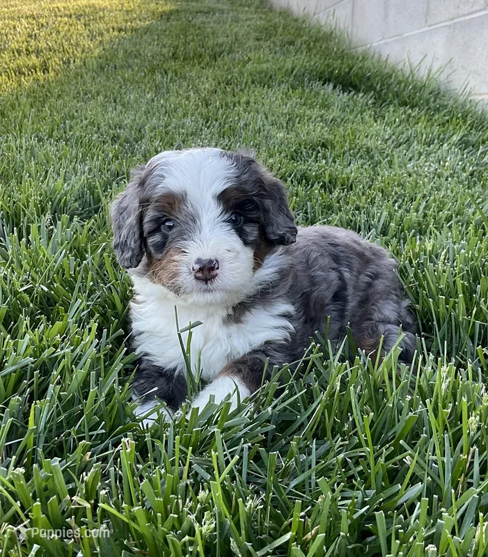 Riley – Miniature Bernedoodle puppy for sale in Dundee, OH