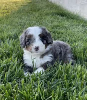 Riley, a male Miniature Bernedoodle for sale in Dundee, OH – 1 of 8
