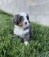Riley, a male Miniature Bernedoodle for sale in Dundee, OH – 5 of 8