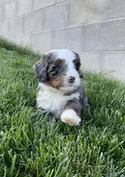 Riley, a male Miniature Bernedoodle for sale in Dundee, OH – 4 of 8