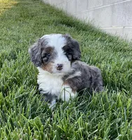 Riley, a male Miniature Bernedoodle for sale in Dundee, OH – 6 of 8
