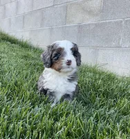 Riley, a male Miniature Bernedoodle for sale in Dundee, OH – 8 of 8