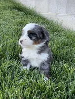 Riley, a male Miniature Bernedoodle for sale in Dundee, OH – 2 of 8