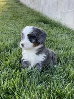 Riley, a male Miniature Bernedoodle for sale in Dundee, OH – 7 of 8
