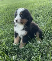 Hudson, a male Bernese Mountain Dog for sale in Dundee, OH – 2 of 6