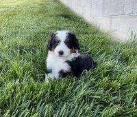 Quinn, a male Miniature Bernedoodle for sale in Dundee, OH – 6 of 6