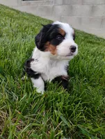 Quinn, a male Miniature Bernedoodle for sale in Dundee, OH – Photo 2 of 3