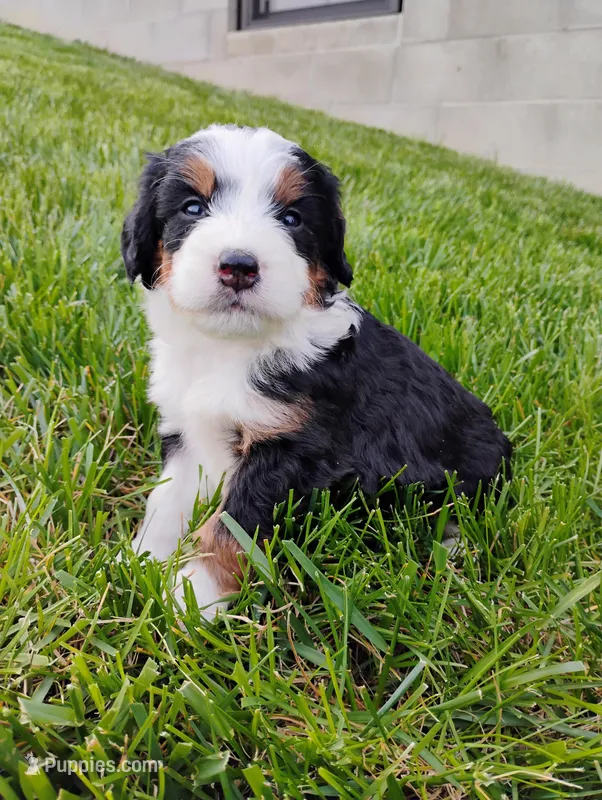 Quinn – Miniature Bernedoodle puppy for sale in Dundee, OH