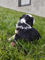 Quinn, a male Miniature Bernedoodle for sale in Dundee, OH – Photo 3 of 3