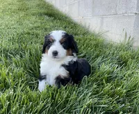 Quinn, a male Miniature Bernedoodle for sale in Dundee, OH – 2 of 6