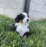 Quinn, a male Miniature Bernedoodle for sale in Dundee, OH – 5 of 6