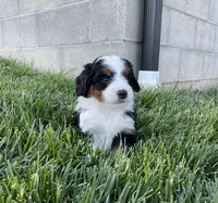 Quinn, a male Miniature Bernedoodle for sale in Dundee, OH – 4 of 6