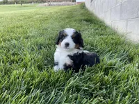 Quinn, a male Miniature Bernedoodle for sale in Dundee, OH – 3 of 6