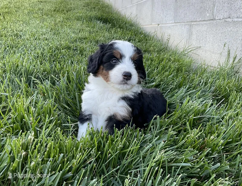 Quinn – Miniature Bernedoodle puppy for sale in Dundee, OH
